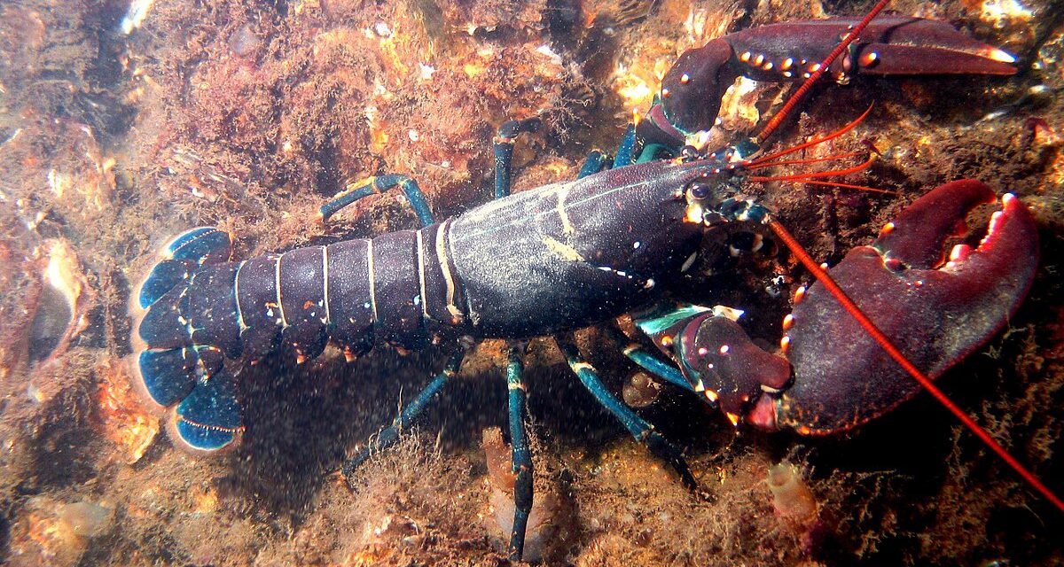 The Lobster Metaphor